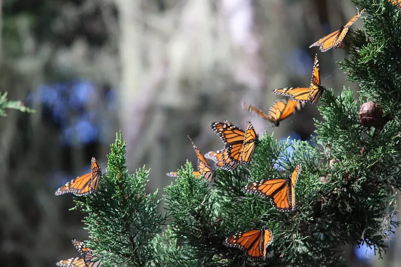 Monarch butterflies resting on a cypress branch in Pacific Grove