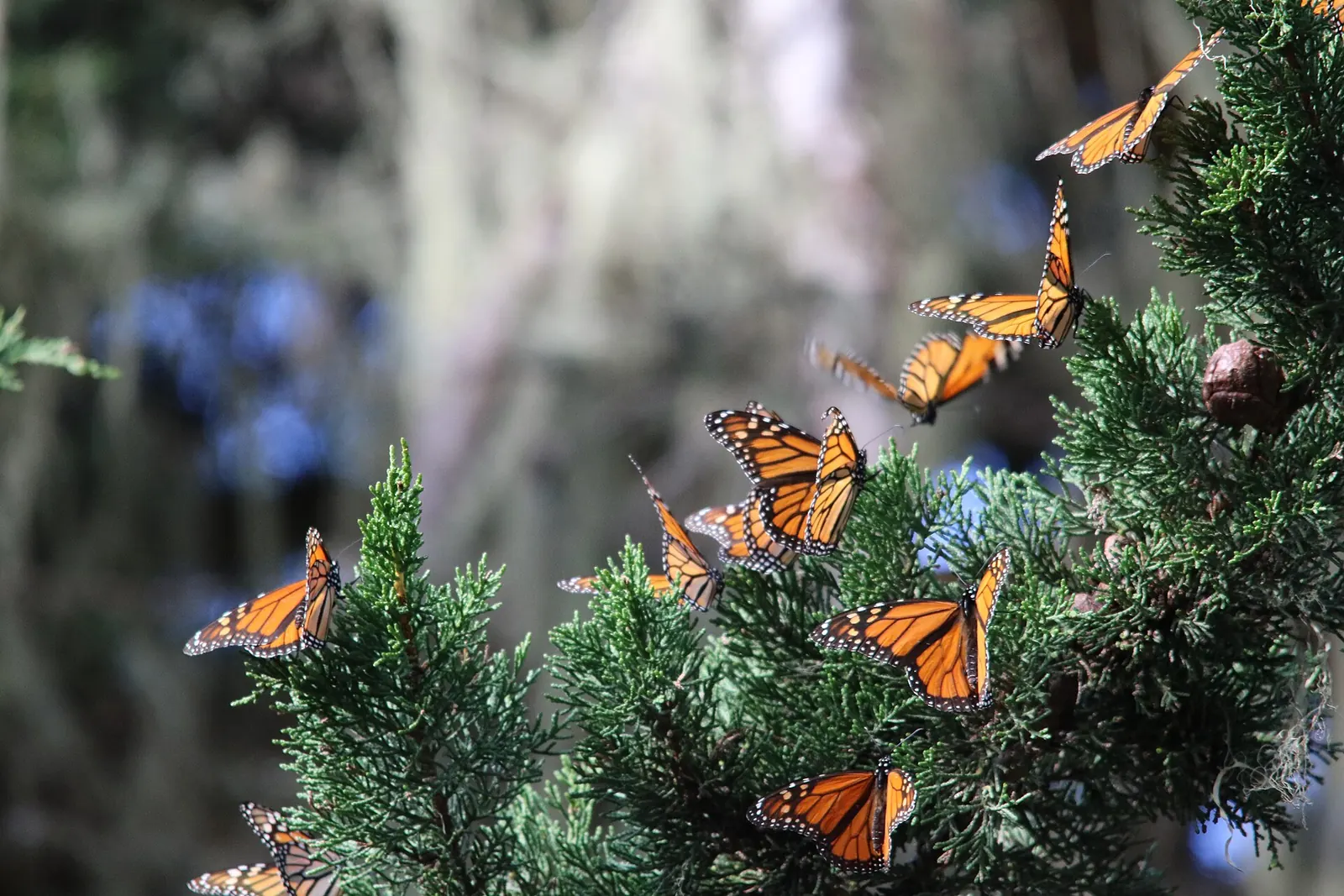 Monarch butterflies resting on a cypress branch in Pacific Grove