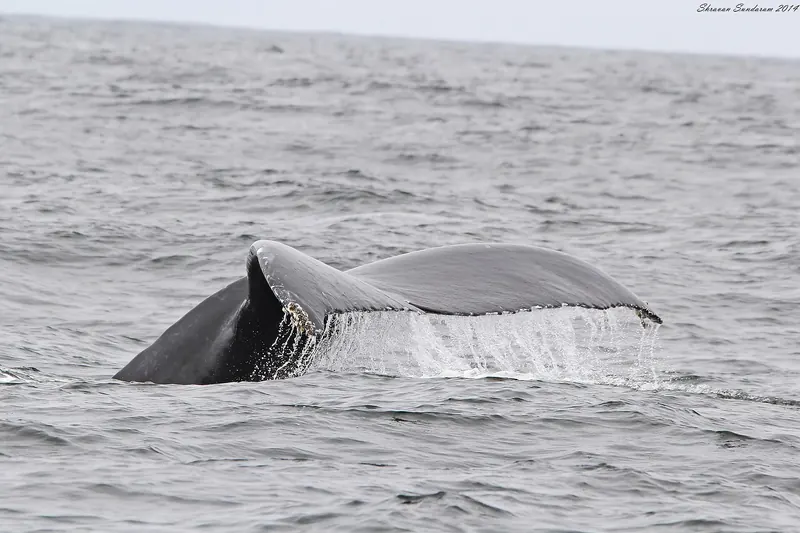 A humpback whale lifting its tail near Monterey Bay