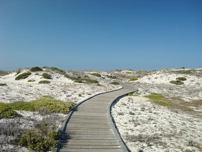 A wooden boardwalk winding through the dunes at Asilomar State Beach