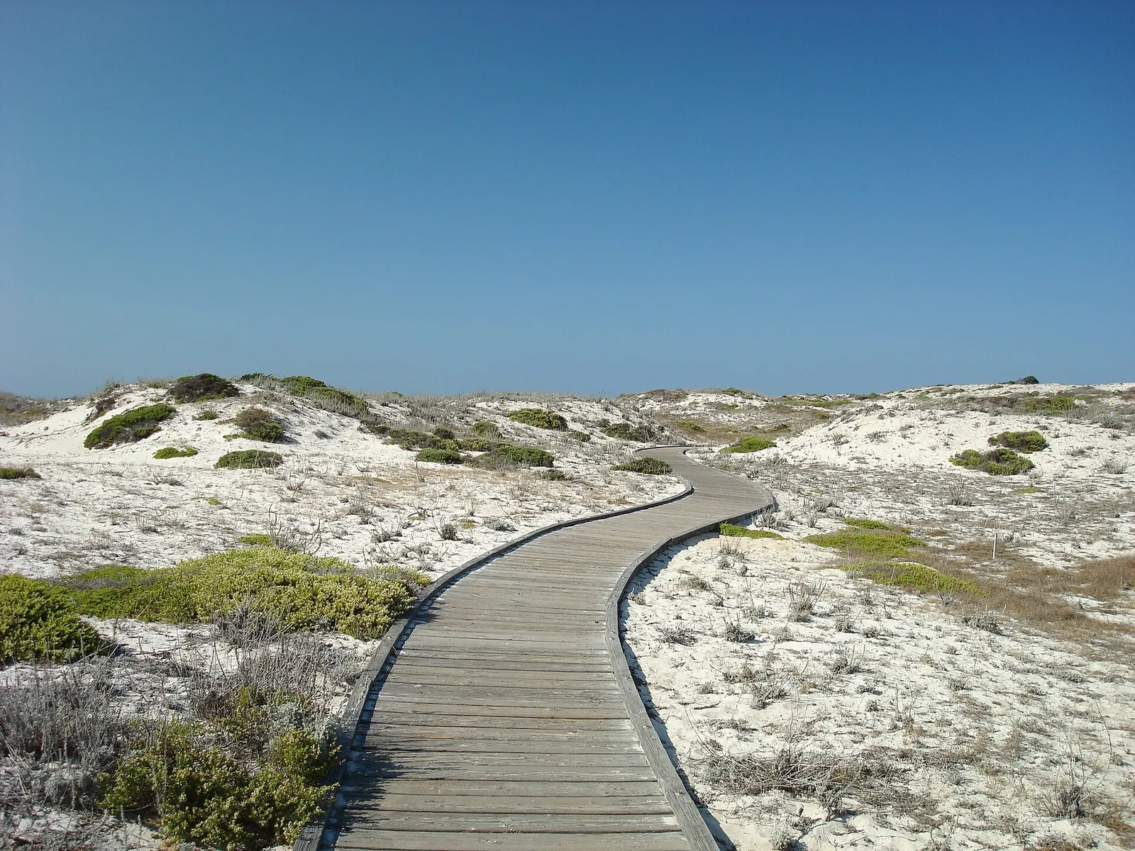A wooden boardwalk winding through the dunes at Asilomar State Beach