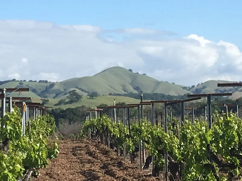 Vineyard rows below Lions Peak along Hecker Pass Highway near Gilroy