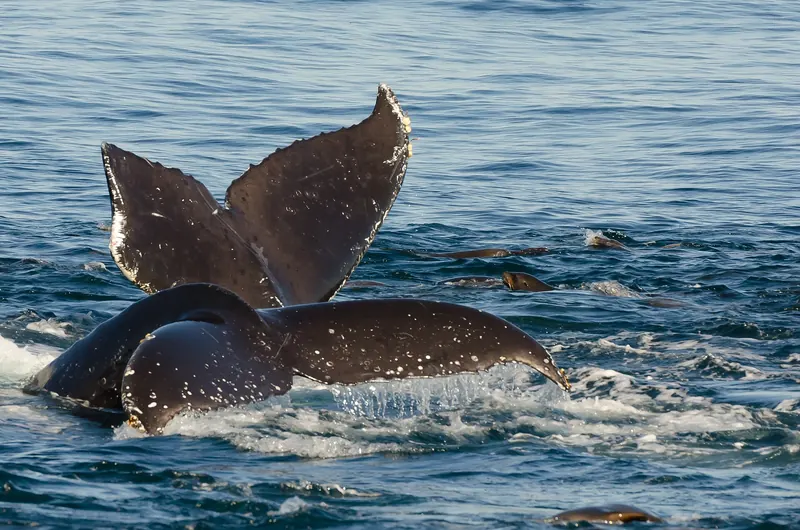 Two humpback whale tails rising from the water in Monterey Bay