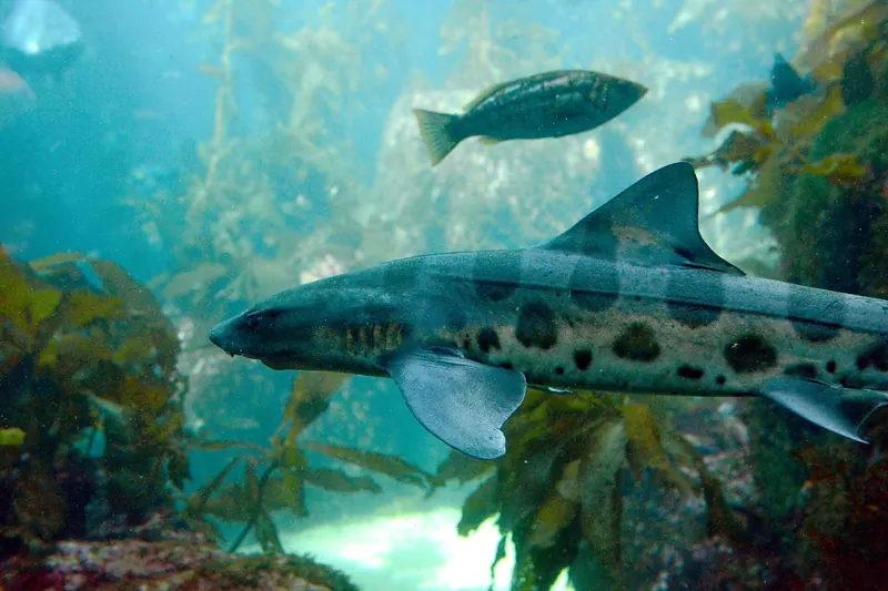 A leopard shark swimming through the Kelp Forest exhibit at the Monterey Bay Aquarium